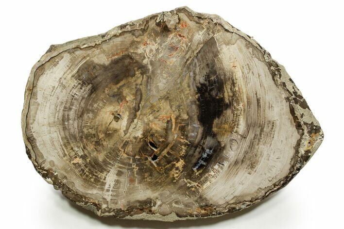 Polished Petrified Wood (Araucaria) Round - Madagascar #376822